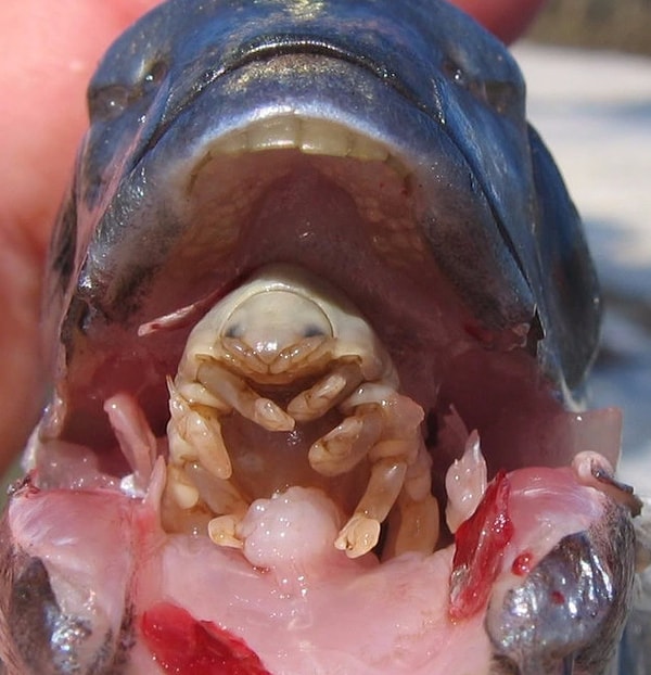 4. Мокрица, пожирающая язык