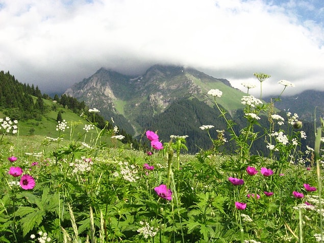 1. Rize/Çat Yaylası