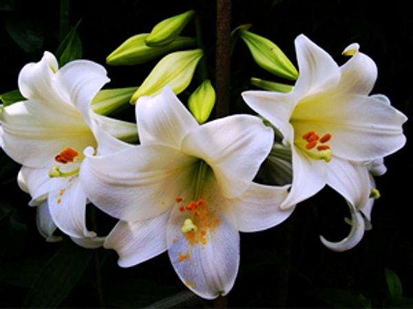 7. Favori çiçeği beyaz zambaktır.
