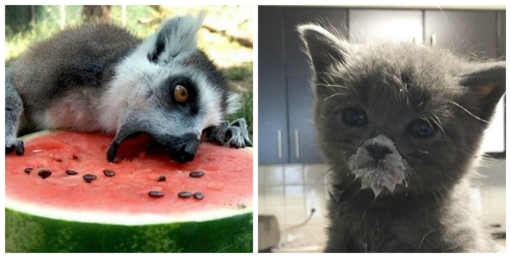 12 фото забавных кушающих животных. То, что надо для поднятия настроения ;)