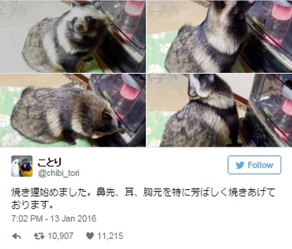 Недавно пользователи Твиттера обнаружили, что у этого симпатичного тануки есть своя страничка.