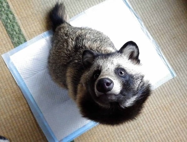 Это тануки или енотовидная собака родом из Японии. Многие европейцы путают ее с енотом или барсуком, но на самом деле это совсем другое животное.