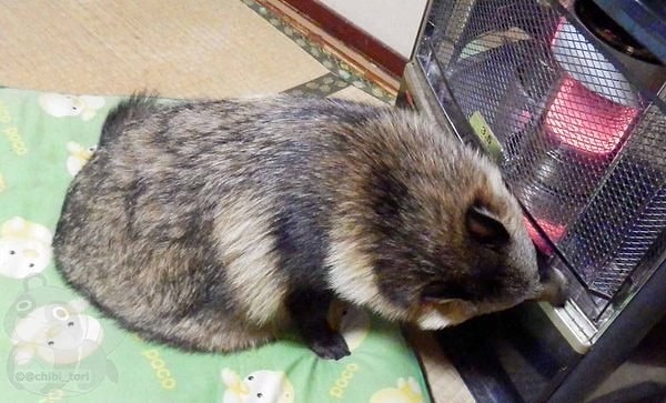 Chibi_tori нашел тануки и взял его к себе после того, как от него отказались хозяева. С тех пор Тану живет у добродушного японца.