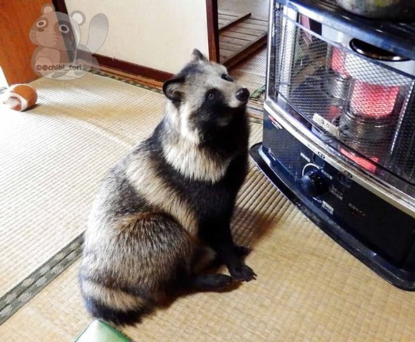 Но сейчас самая большая любовь Тану – это его маленькая печка.