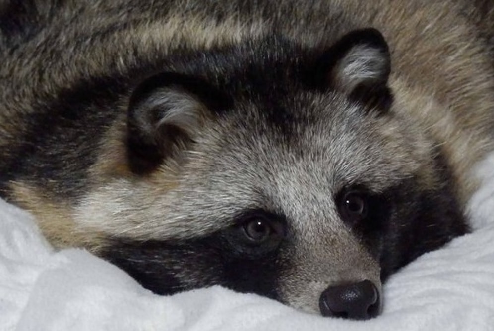 Собака-енот из Японии или тануки, покоривший Twitter