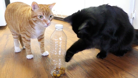 5 практических советов для вас и ваших кошек