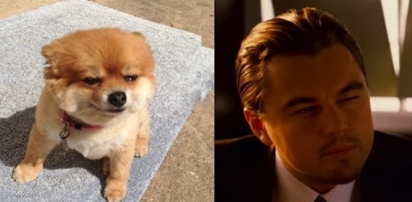 11. И собака-подозревака: