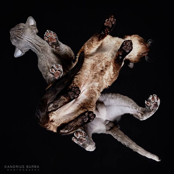 Вы только посмотрите на это переплетение кошек!