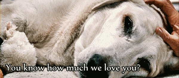 7. Никогда! Никогда не становится легче усыплять животных.