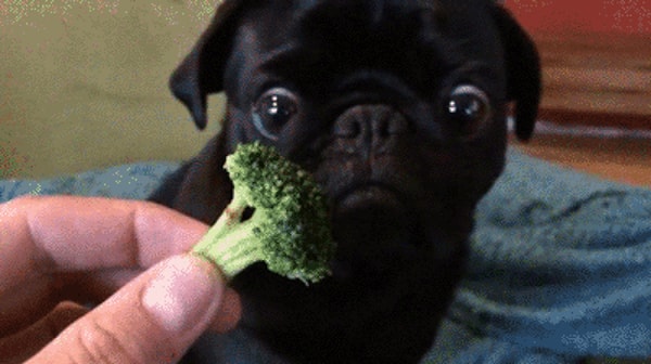 14. Мы очень злимся, когда видим на приеме тучных жирных животных.