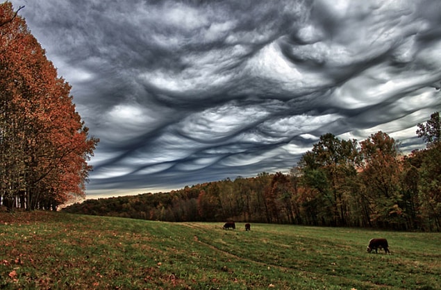 9. Undulatus Asperatus