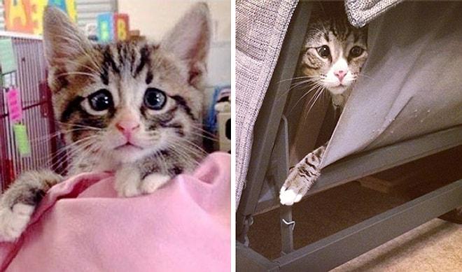 Dünyaya Korkulu Gözlerle Bakan Şapşal Kedicik Bum ile Tanışın!