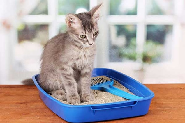 1. Kedi Kumu ve Kum Kabı