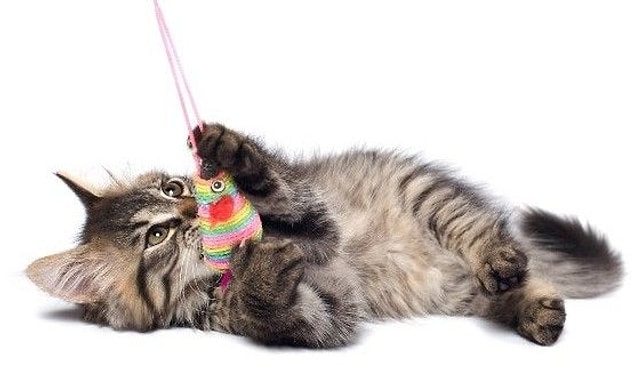 5. Kedi Oyuncakları