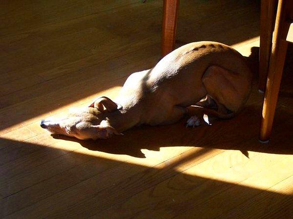 13. En sevdiğim yoga pozisyonu, gün ışığında köpek duruşu.