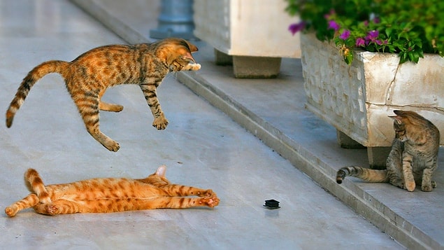 7. Kedi güreşi