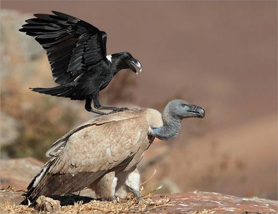 They were some birds. Ворон Стервятник. Вороны - Стервятники. Хвост Стервятника.