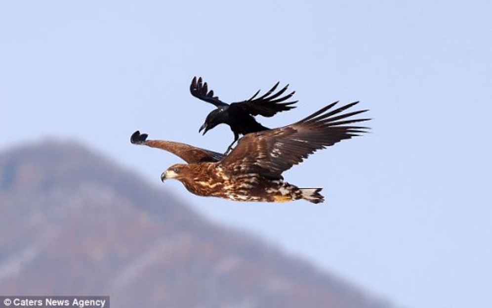 Kargaların Zeki Oldukları Kadar Muzip Olduğunu Gösteren 15 Görsel