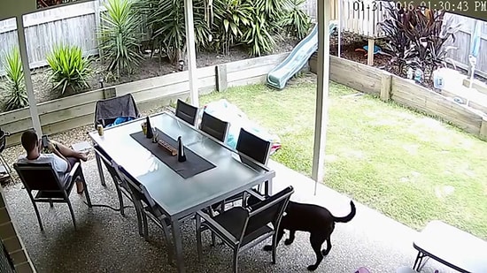 Ayaklarının Altındaki Dünyanın En Zehirli Yılanını Köpeği Sayesinde Fark Eden Şanslı Adam