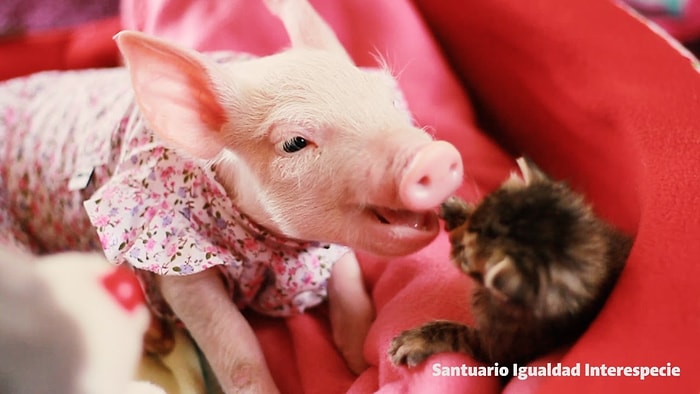 Yeni Doğmuş Domuz Yavrusu ile Küçük Kedinin Sımsıcak Dostluğu