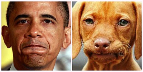 Лучшее, что есть в человеке - это собака