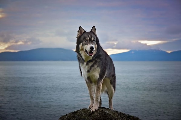 В тот период, когда она взяла Кайро к себе домой, девушка увязла в отношениях с неуравновешенным молодым человеком.