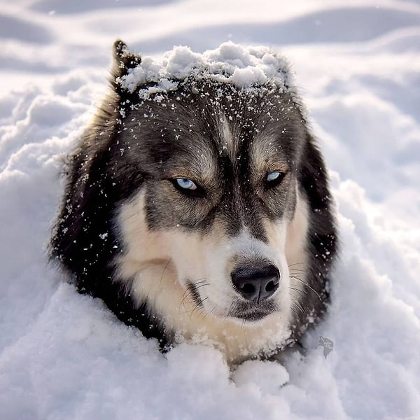 И как в сказке, ее везде сопровождает верный рыцарь.