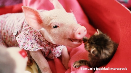 Крепкая дружба котенка и поросенка