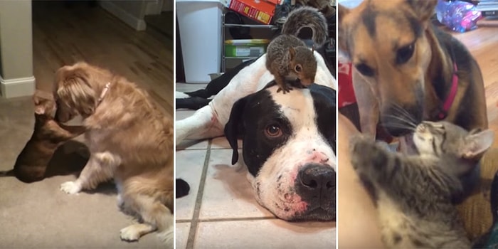 Eski Düşmanlar Yeni Dostlar: Birbirleriyle Geçinemeyen Hayvanların Aşırı Sevimli Halleri