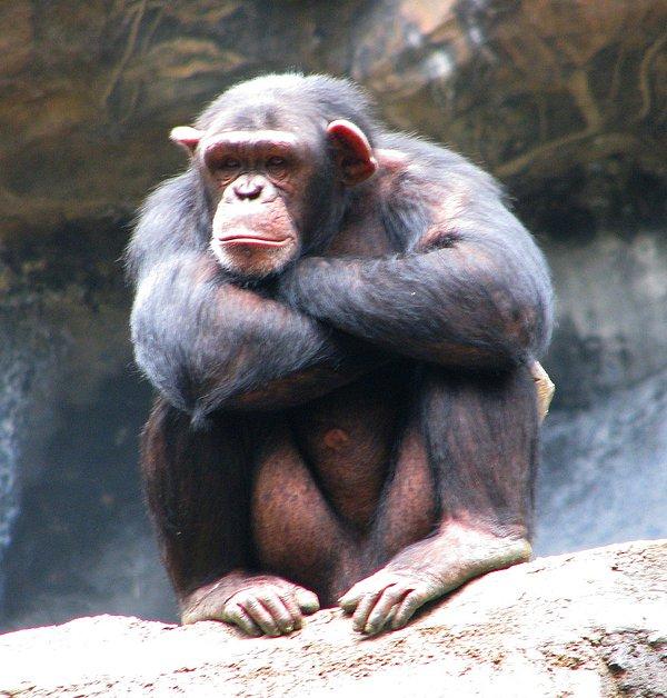 14. Şempanzeler de insanlar gibi ölülerinin arkasından yas tutarlar.