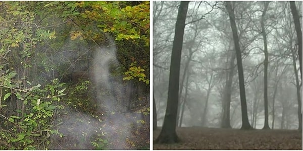 3. Лес Хойя-Бачу - Клуж-Напока, Румыния.