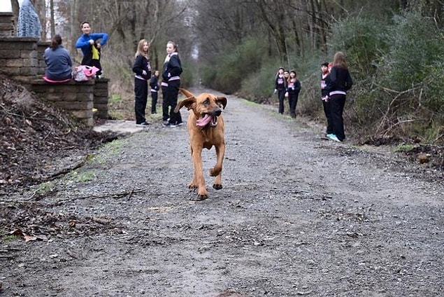 2 buçuk yaşındaki bloodhound cinsi bu minnoş koşan insanları görünce kayıtsız kalamadı ve Alabama'da düzenlenen Elkmont Yarı Maratonu'na katıldı.