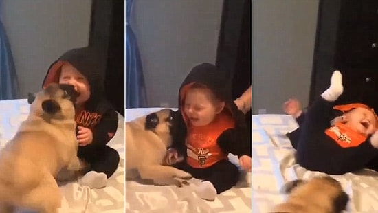 Şaklabanlık Yaparak Küçük Dostlarını Kahkahaya Boğan Pug'lar
