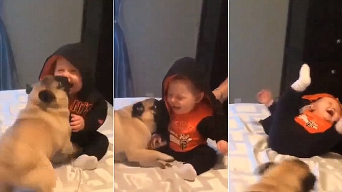 Şaklabanlık Yaparak Küçük Dostlarını Kahkahaya Boğan Pug'lar