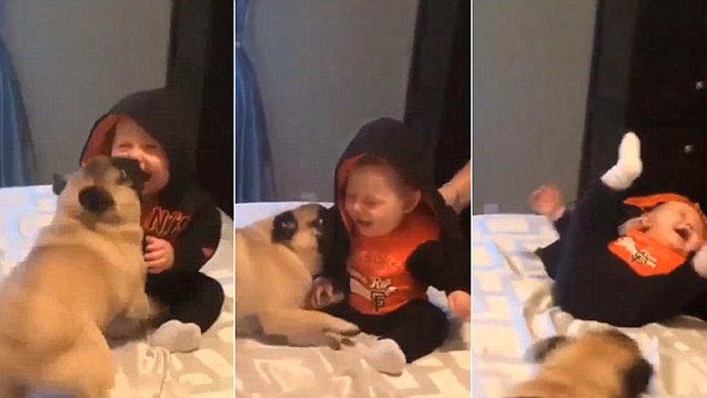 Şaklabanlık Yaparak Küçük Dostlarını Kahkahaya Boğan Pug'lar