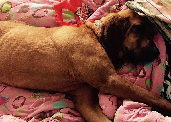 Организаторы сообщили, что на дистанции животное сделало несколько остановок: чтобы поиграть с коровами в поле и понюхать лужу.