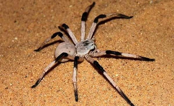 1. Londra'da bir hayvanat bahçesinde araknafobi yani örümcek korkusunu yenmek için 'Friendly Spider Programme' adında 4 saatlik bir program vardır.