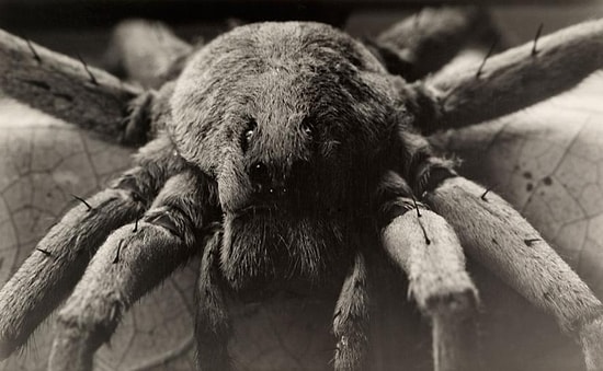 8 снимков из архива National Geographic, изменивших историю фотографии