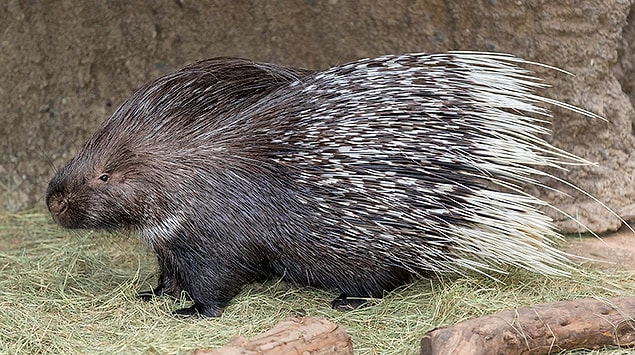 1. Oklukirpi / Indian Crested Porcupine / Hystrix indica