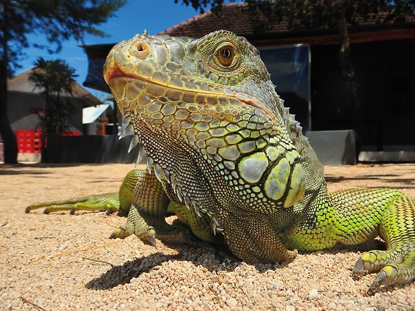 5. Julij Kopilovic, 8, Словения.