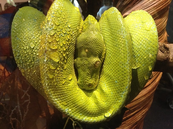 8. Kathryn Kovacic, 9, Грузия.