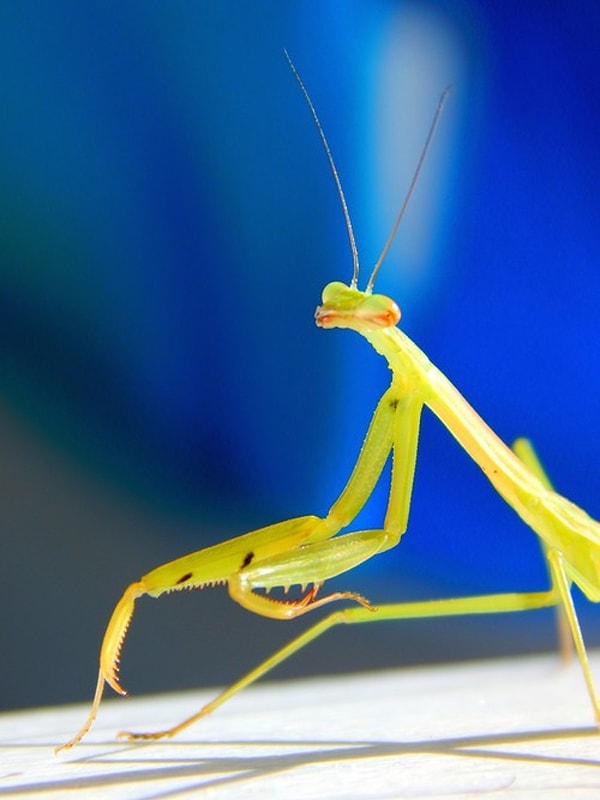 13. Anna Henderson, 12, США.