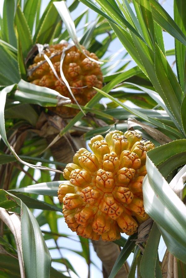 Yabani Ananas