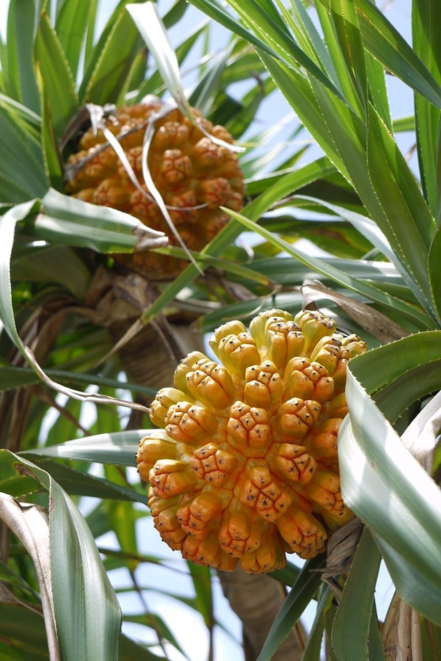 Yabani Ananas