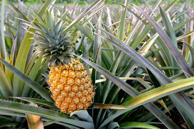 Modern Ananas