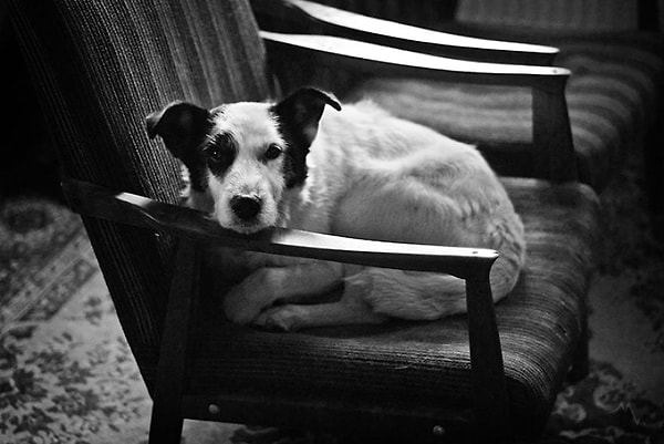 Прошло десять лет с тех пор, как пес попал к новым хозяевам