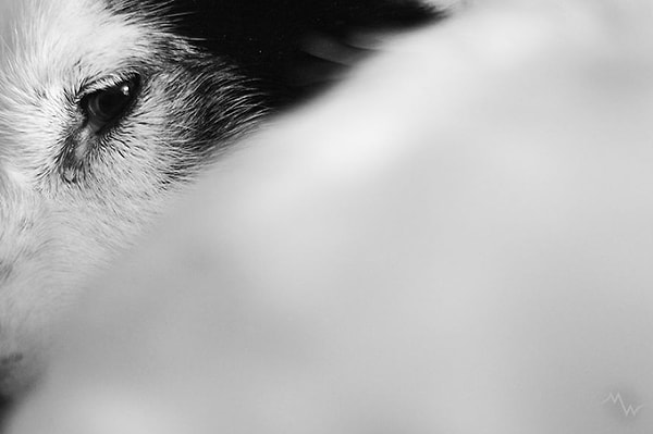 Он не знал простейших команд и не умел играть с игрушками