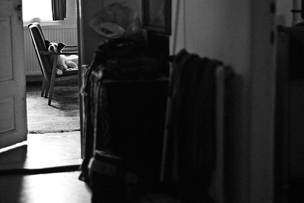 Например, его не учили общаться с другими собаками, и он агрессивно вел себя по отношению к ним