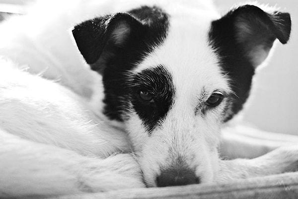 К сожалению, он до сих пор относится агрессивно к другим собакам. Улучшения есть, но над этим еще стоит работать