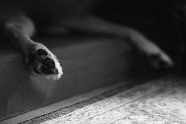 Пусть у него только половинка хвоста